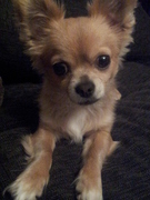 honden foto honden foto van Deniz & Pasa