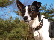 honden foto van Geertje & Sam