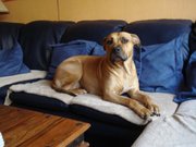 honden foto van mireille 