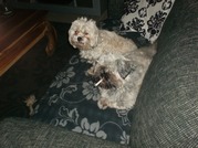 honden foto van janny