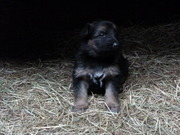 honden foto van Sasje