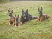 honden foto van hannes