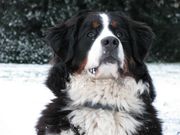 honden foto van Dymph