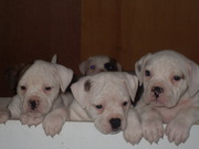 honden foto honden foto van Nina