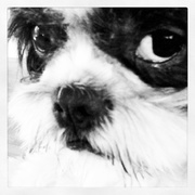 honden foto van damara & kinky