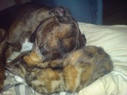 honden foto van lila