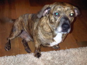 honden foto van thomas