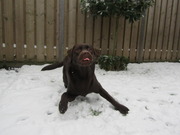 honden foto van Claudia en Bruce