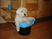 honden foto van Linda