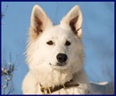 honden foto van Wendy en de White Flowers