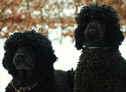 honden foto van Esther Borr, Gucci, Laika en katoo
