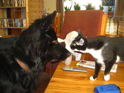 honden foto van Lorraine & Tyson