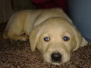 honden foto van ellen