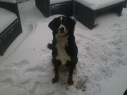 honden foto honden foto van Pauline