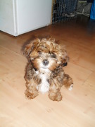 honden foto van pricilla en boedha