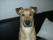 honden foto van Mouse