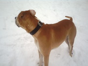 honden foto van lilly