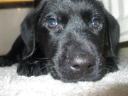 honden foto van Jill & Link