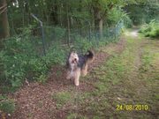 honden foto van Danielle Wilbers