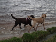 honden foto van nicole