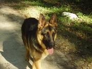 honden foto van lieve