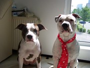 honden foto van mandy