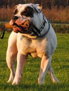 honden foto van Annemiek