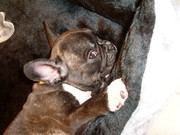 honden foto van xeno