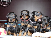 honden foto van Dobermannkennel Van Avendia