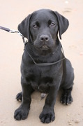 honden foto van Ami