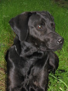 honden foto van vera