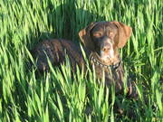 honden foto van shackle