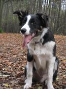 honden foto van Lisette & Deco