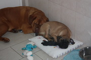 honden foto van  Benno en Senna ;D