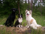 honden foto van Karen