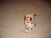 honden foto van Rachel