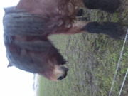 honden foto van Izzy