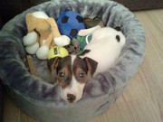 honden foto van Gemma