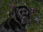 honden foto van pien 