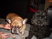honden foto van Grin