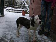 honden foto van Rosa