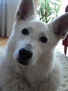 honden foto van Santana & Charlie Parker