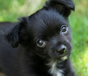 honden foto van Maria