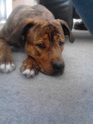 honden foto van Marco Huppertz