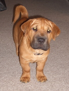 honden foto van Sandra Janssen