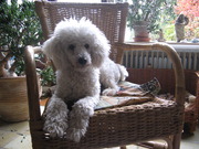 honden foto van Gerda en Ricky