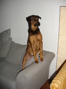 honden foto van Mandy