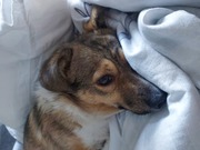 honden foto honden foto van Anika en Sam