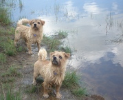 honden foto van Marlijne