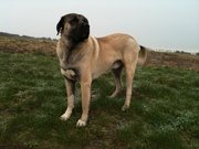 honden foto van Alpa